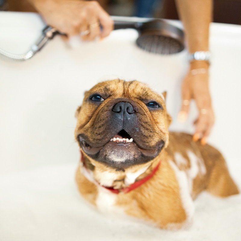 Image of a dog bath