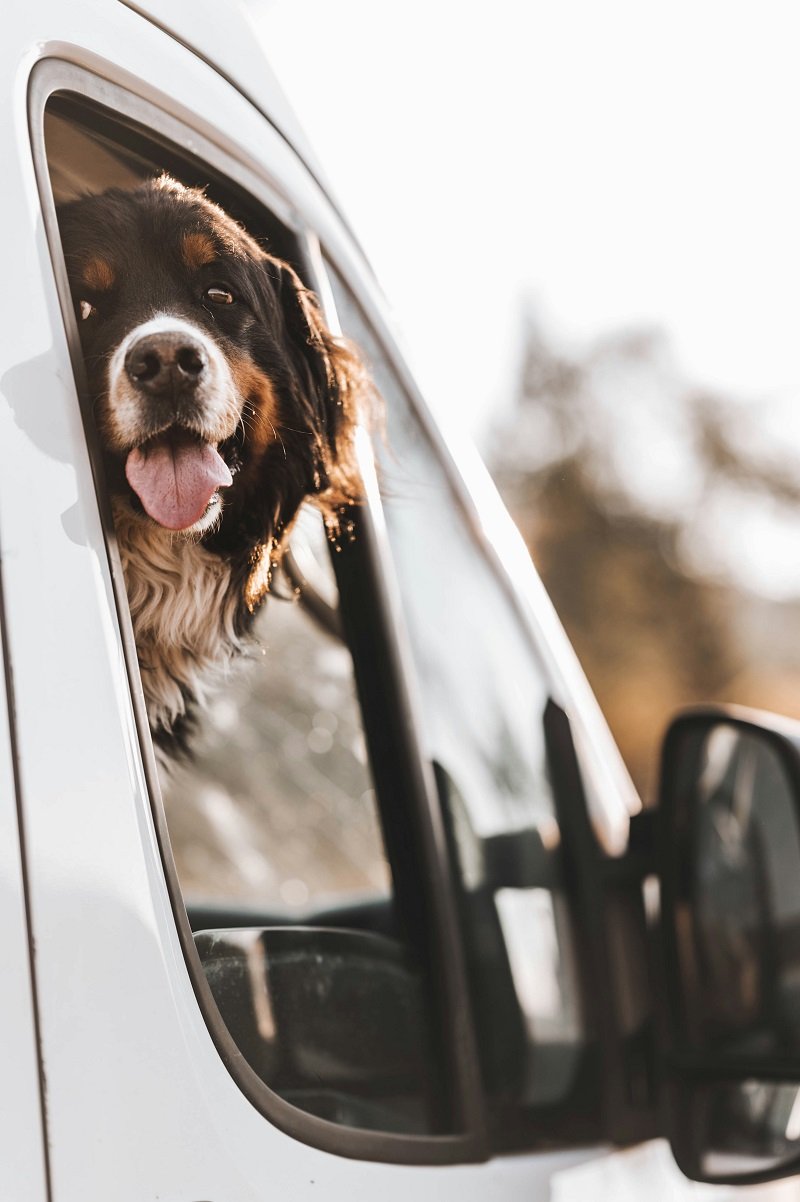 image of a dog looking out the window of a van