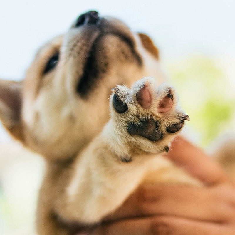image showing a dog's paw