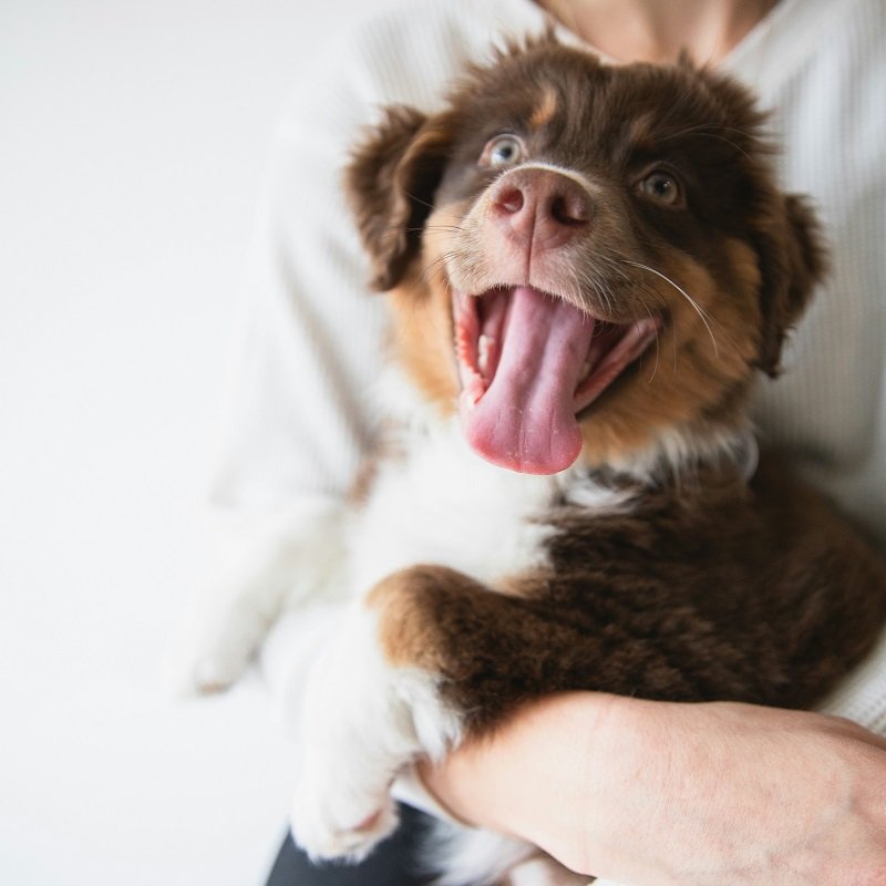image showing a happy dog