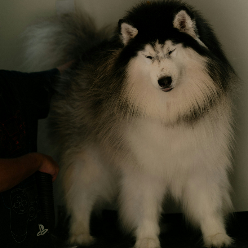 image showing a dog being groomed